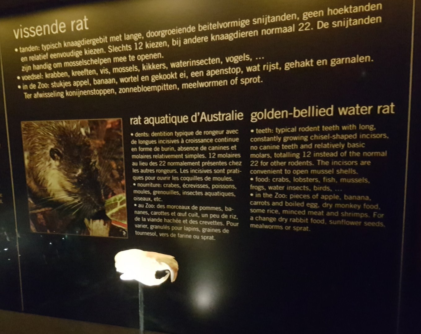 Skull Golden-water water rat