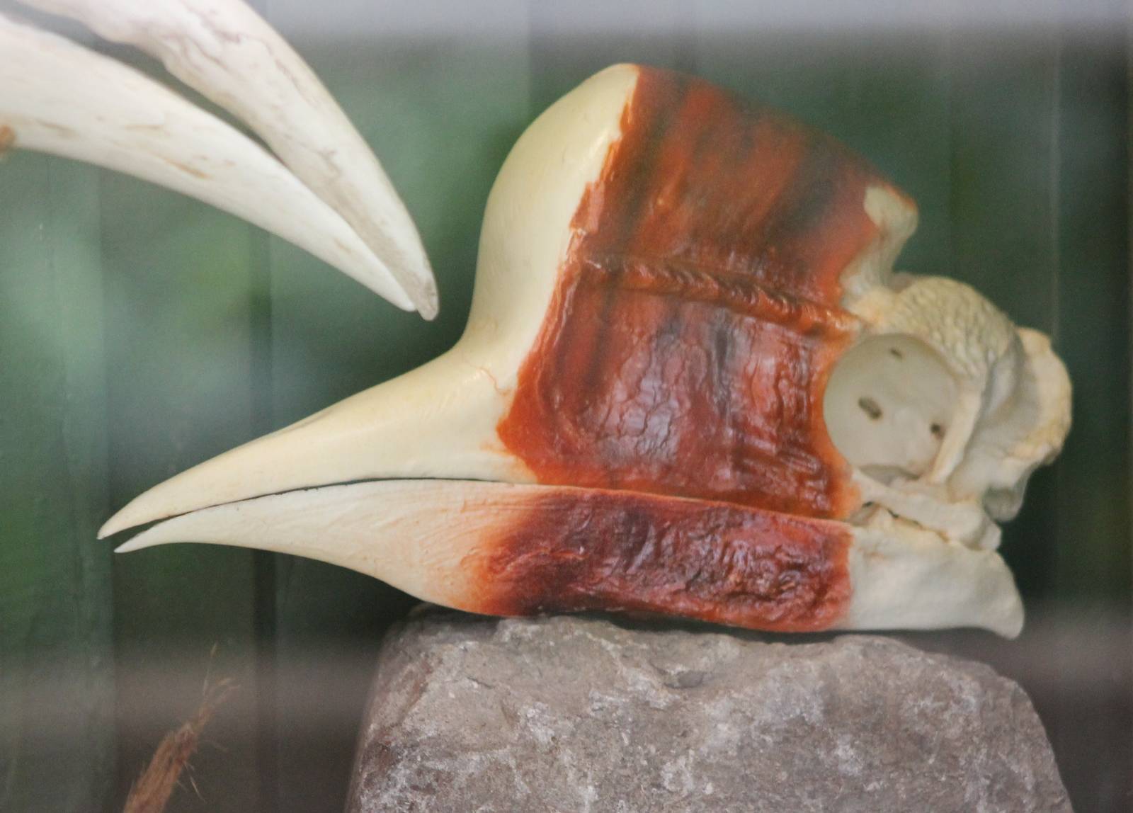 Skull Helmed hornbill