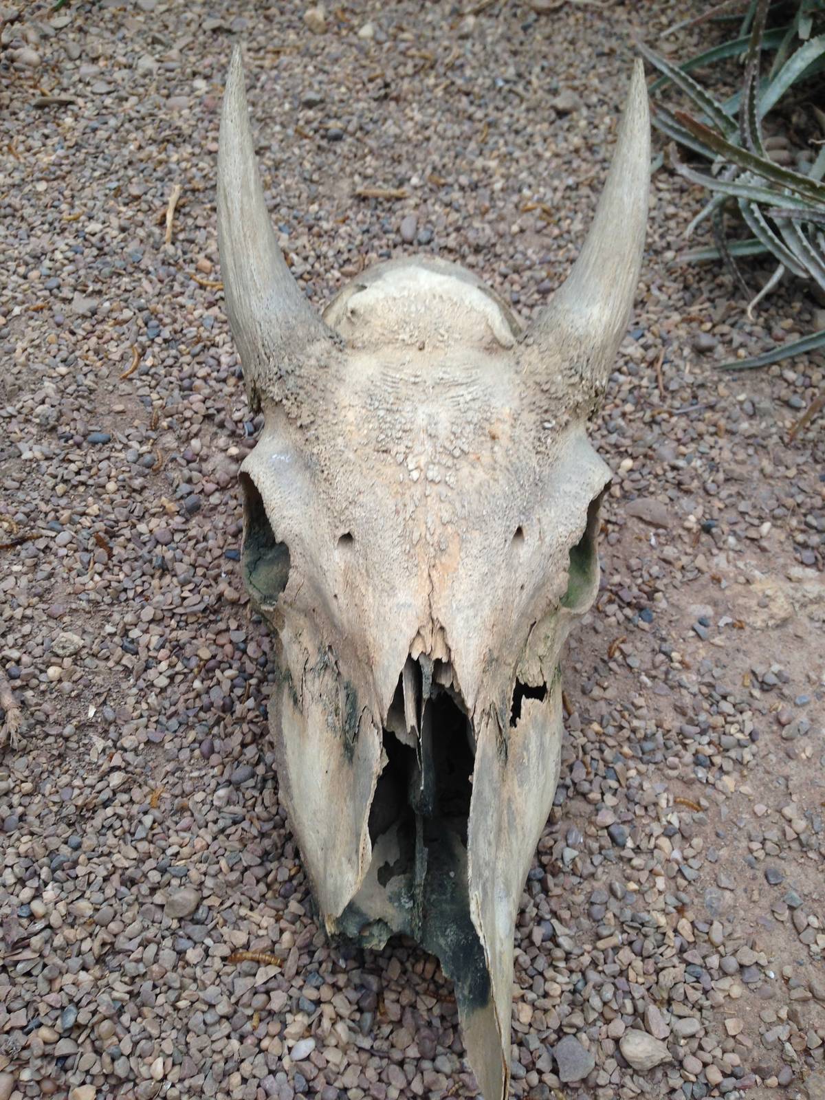 Skull in the Desert House at Tropical World - 02/10/2013