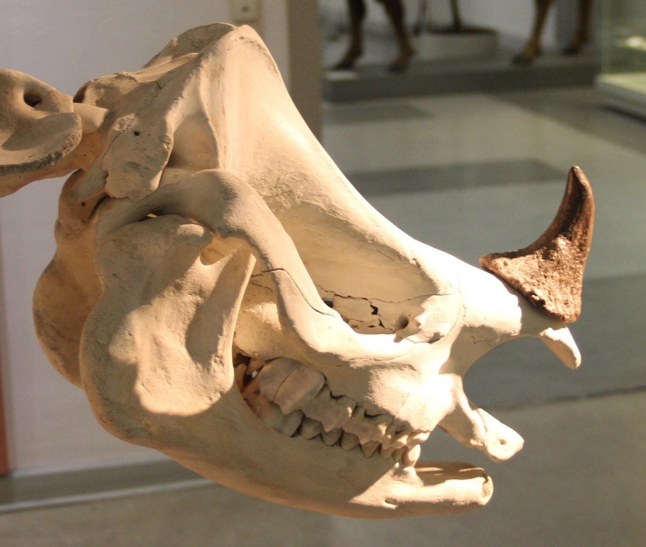 Skull Javan rhinoceros