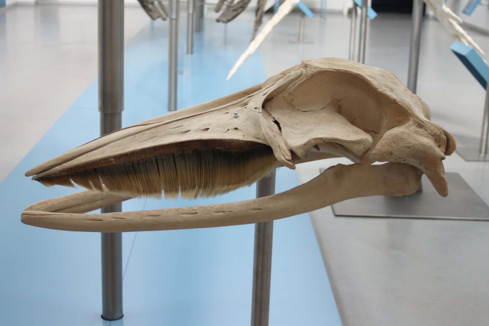 Skull Mink whale