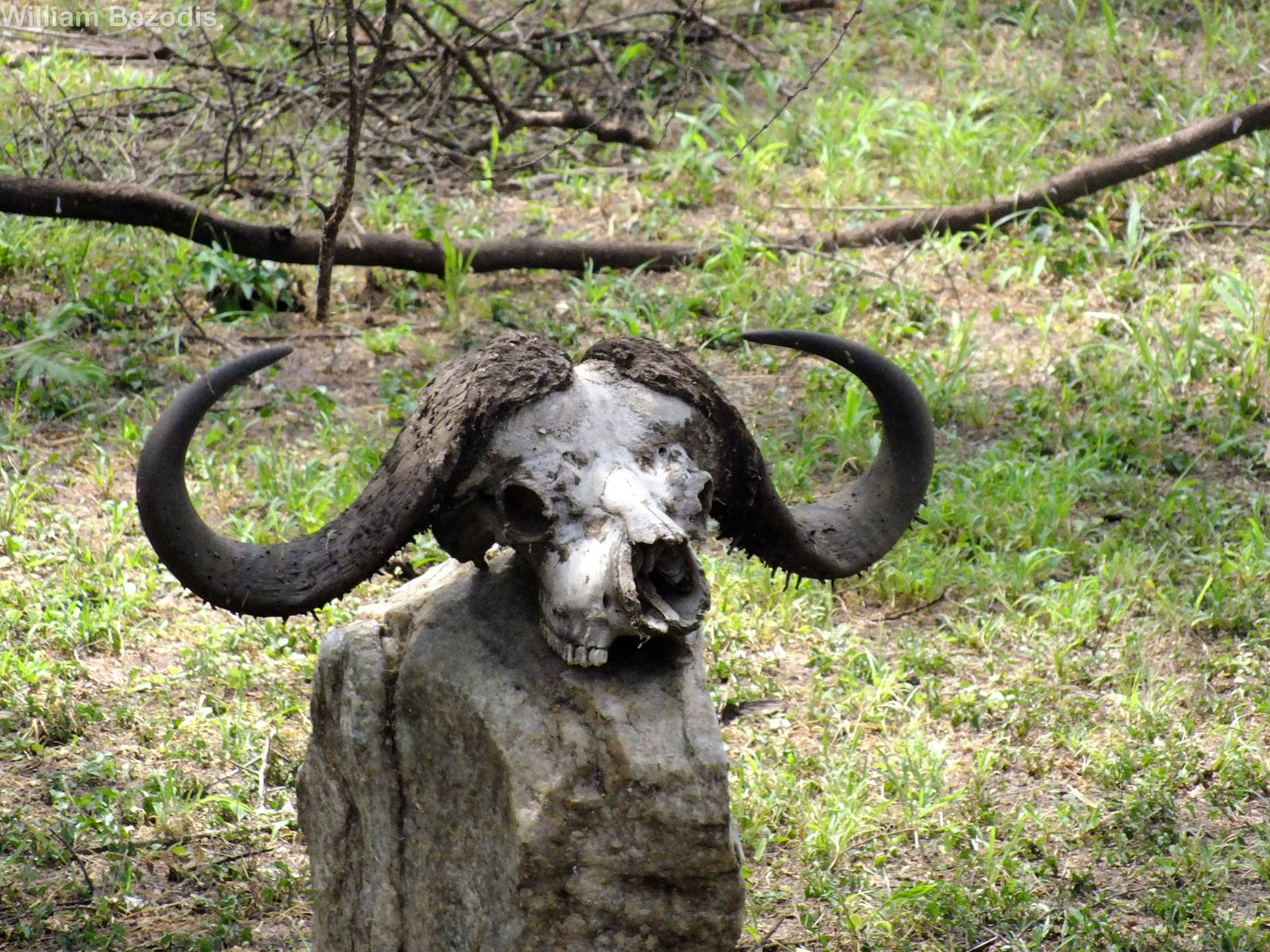 Skull near the Entrance