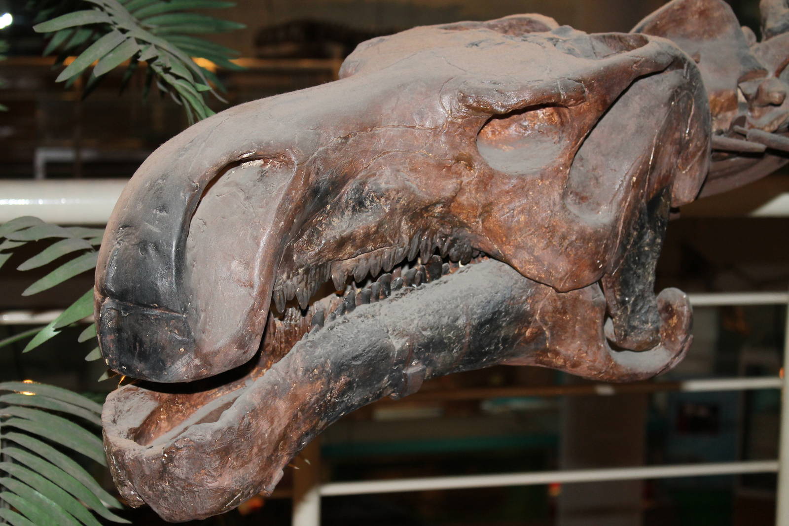 skull of a hadrosaur of the genus Bactrosaurus