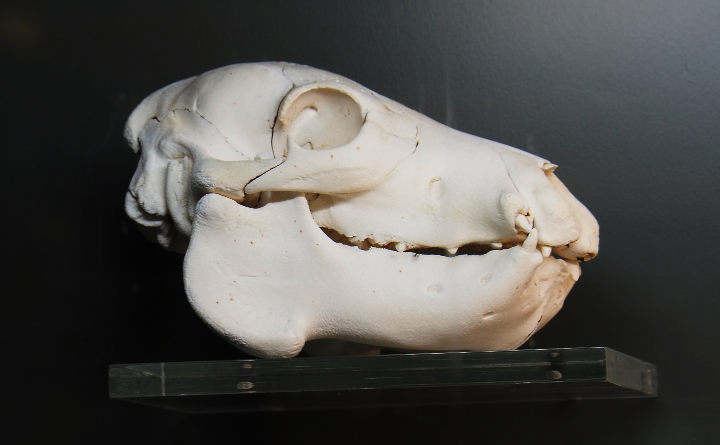 Skull of a newborn hippopotamus (Hippopotamus amphibius), 2021-06-12