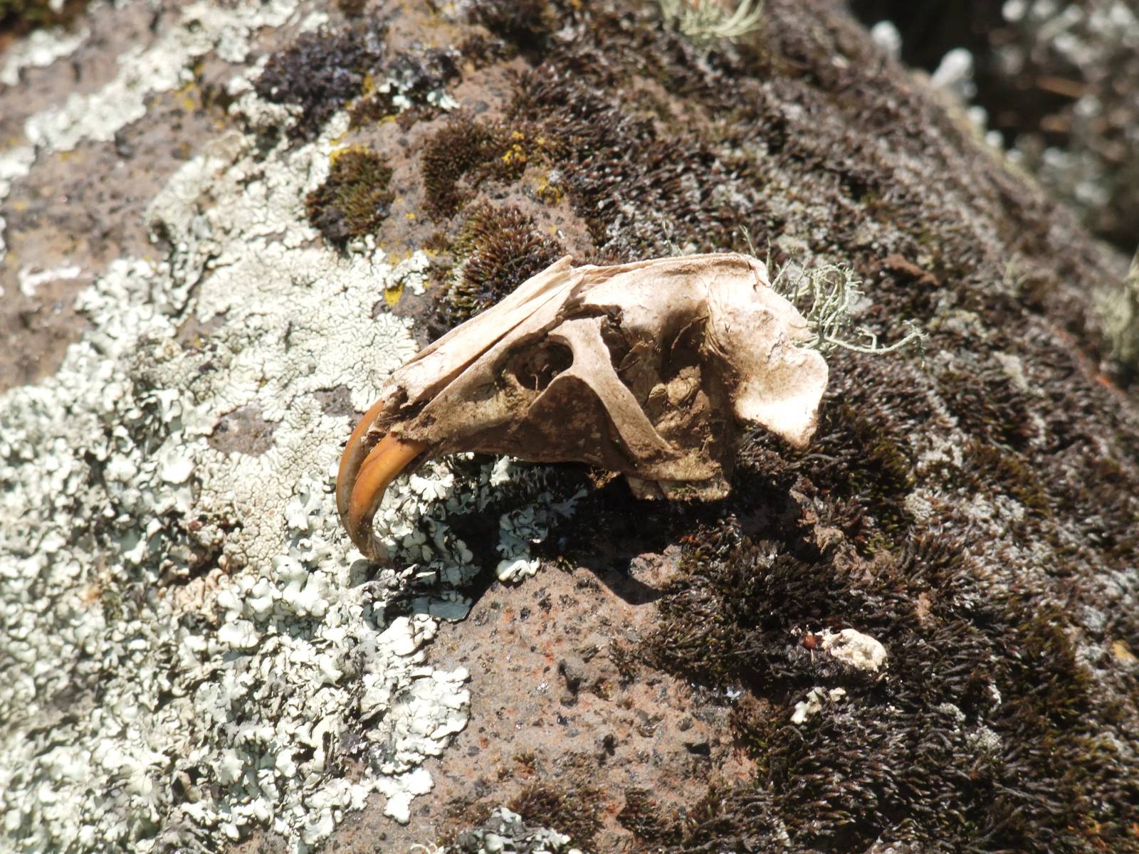 Skull of an Ethiopian Giant Mole-Rat in Bale Mountains NP, 15/10/14
