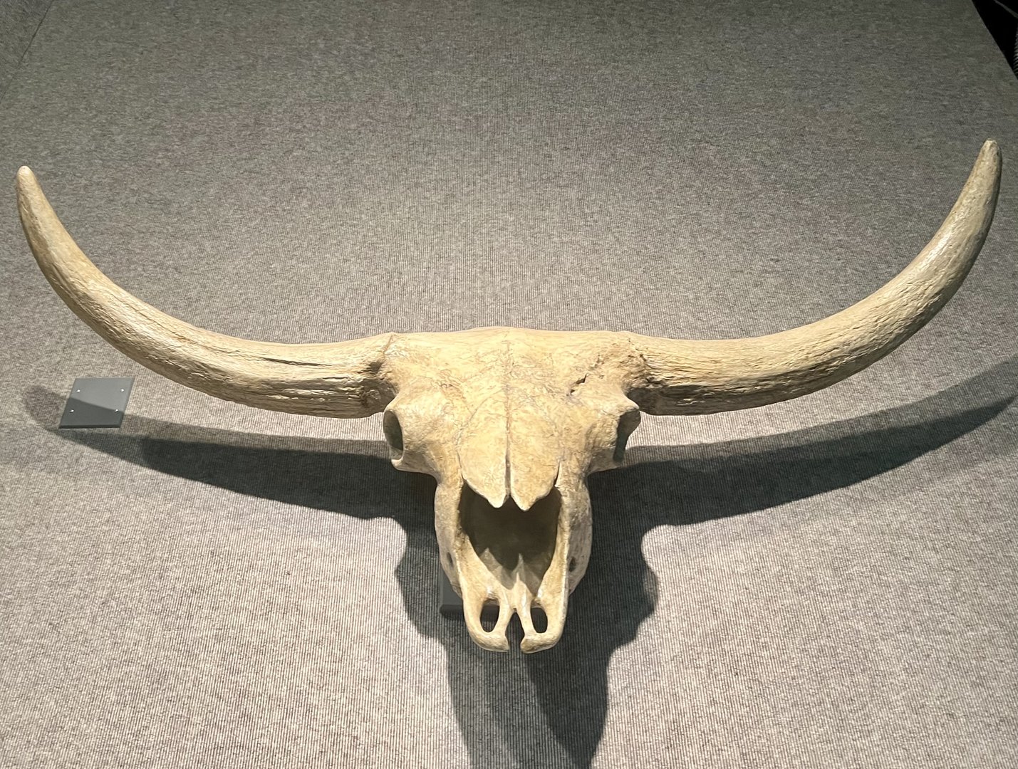 Skull of an Ice Age Bison