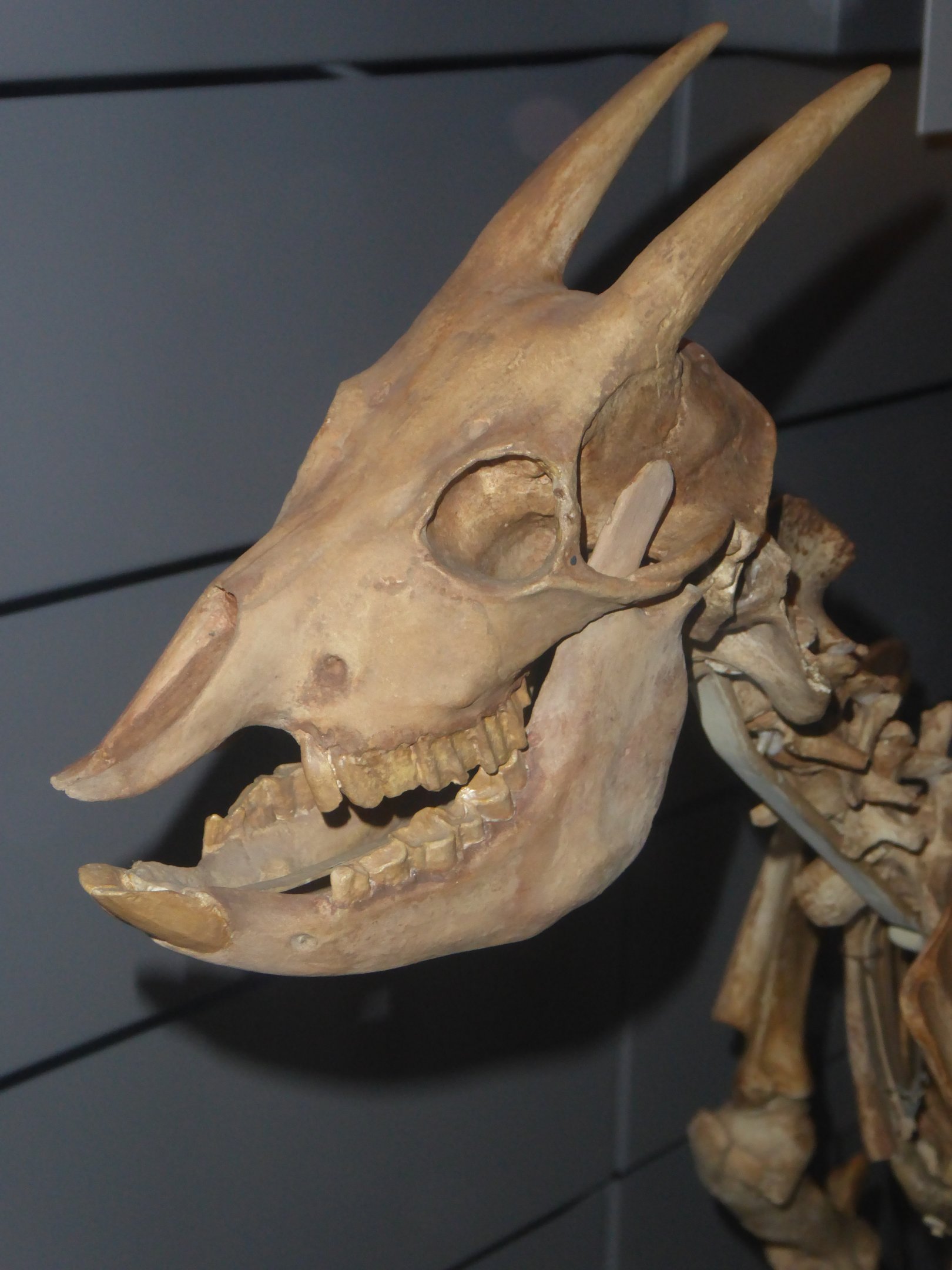 Skull of Balearic Island Cave Goat (Myotragus balearicus) at National History Museum, London