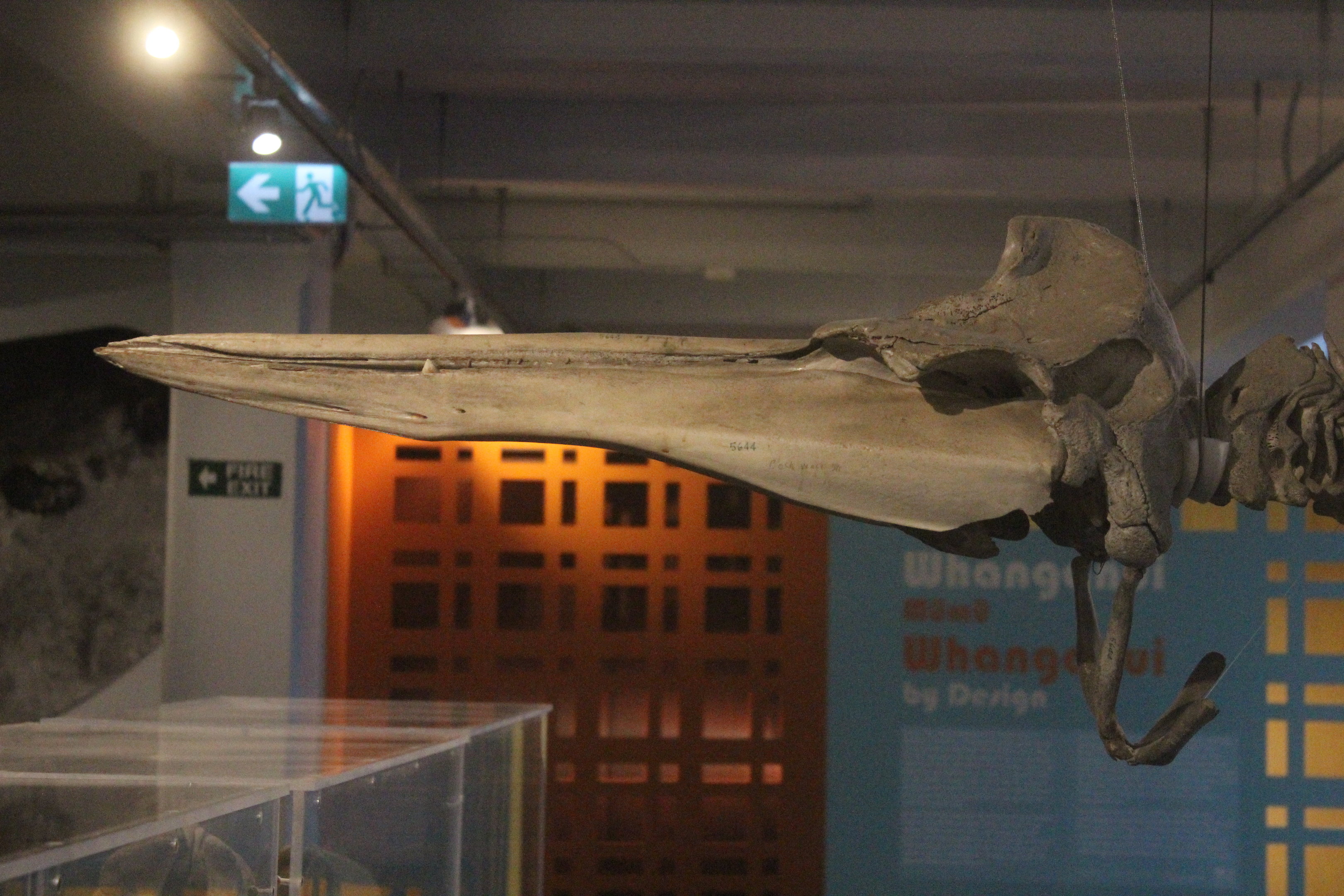 Skull of Beaked Whale, Whanganui Regional Museum