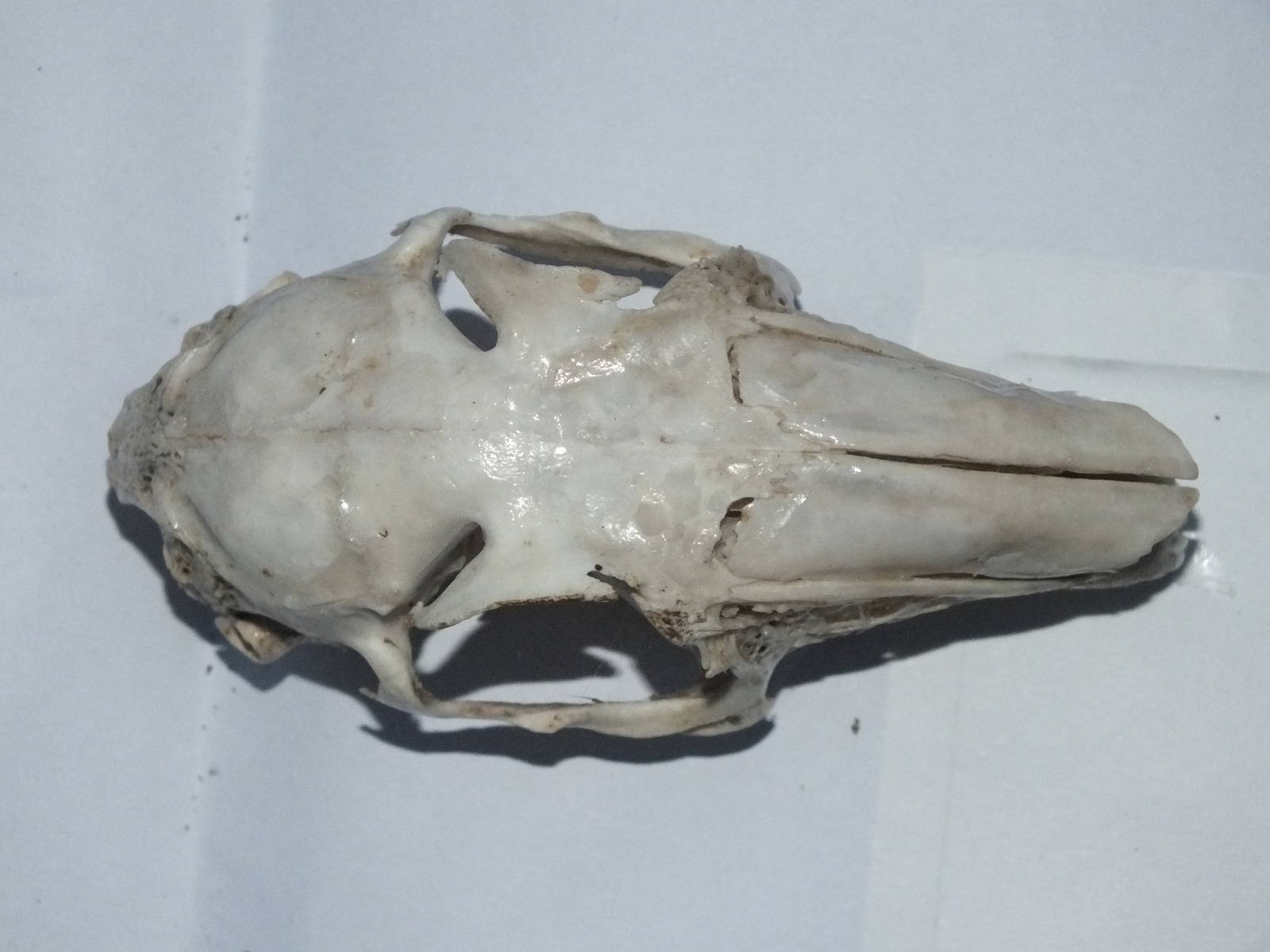 Skull of Brown Hare (Lepus europaeus) - dorsal view of skull