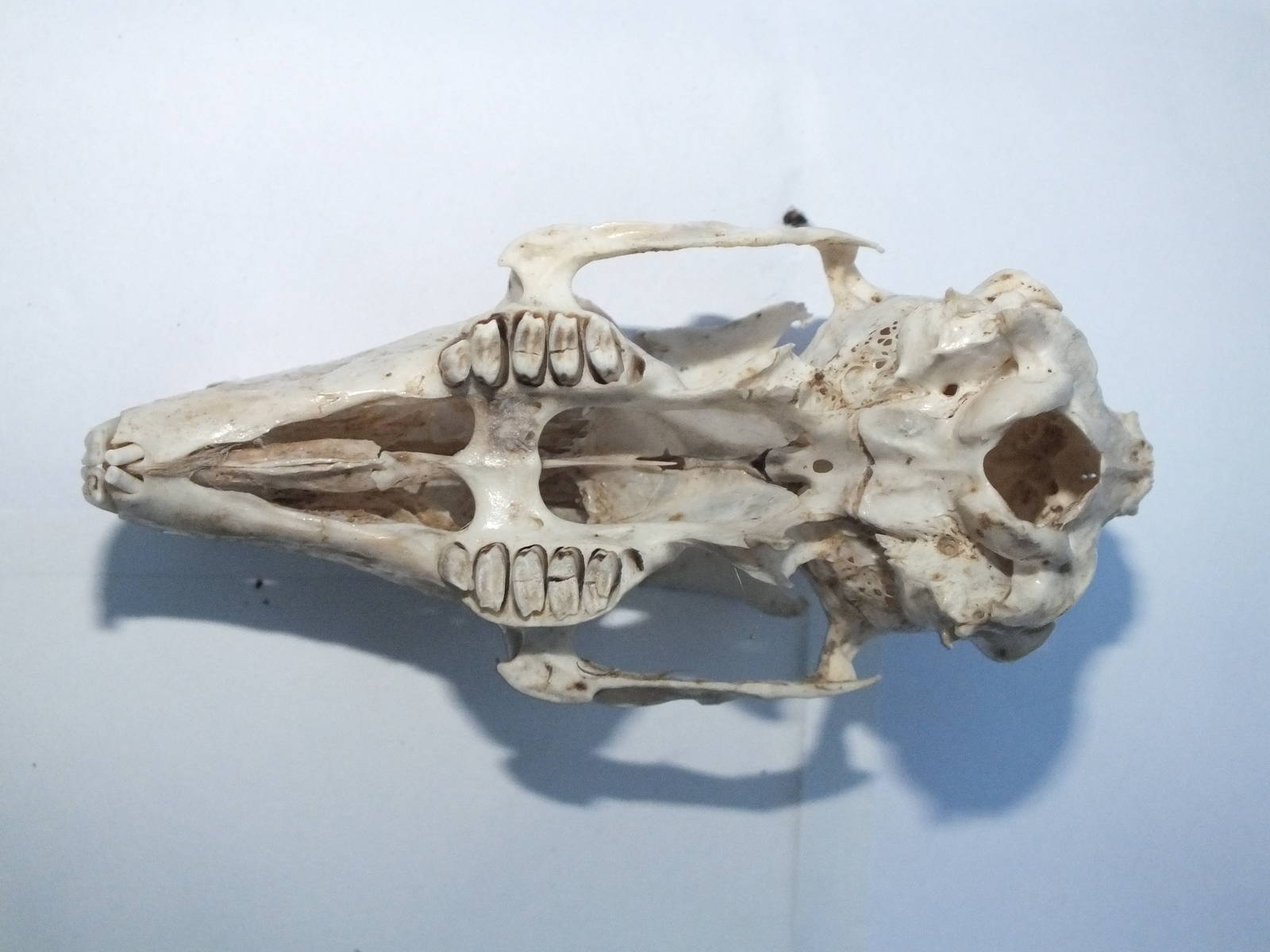 Skull of Brown Hare (Lepus europaeus) - maxilla and cranium