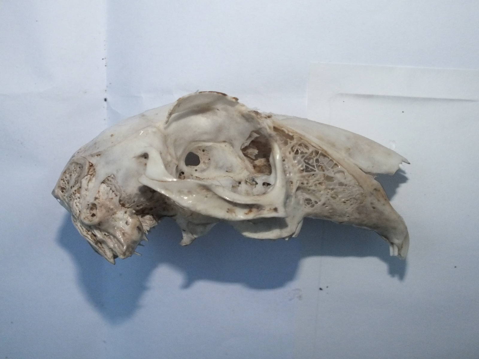 Skull of Brown Hare (Lepus europaeus) - side view of upper jaw