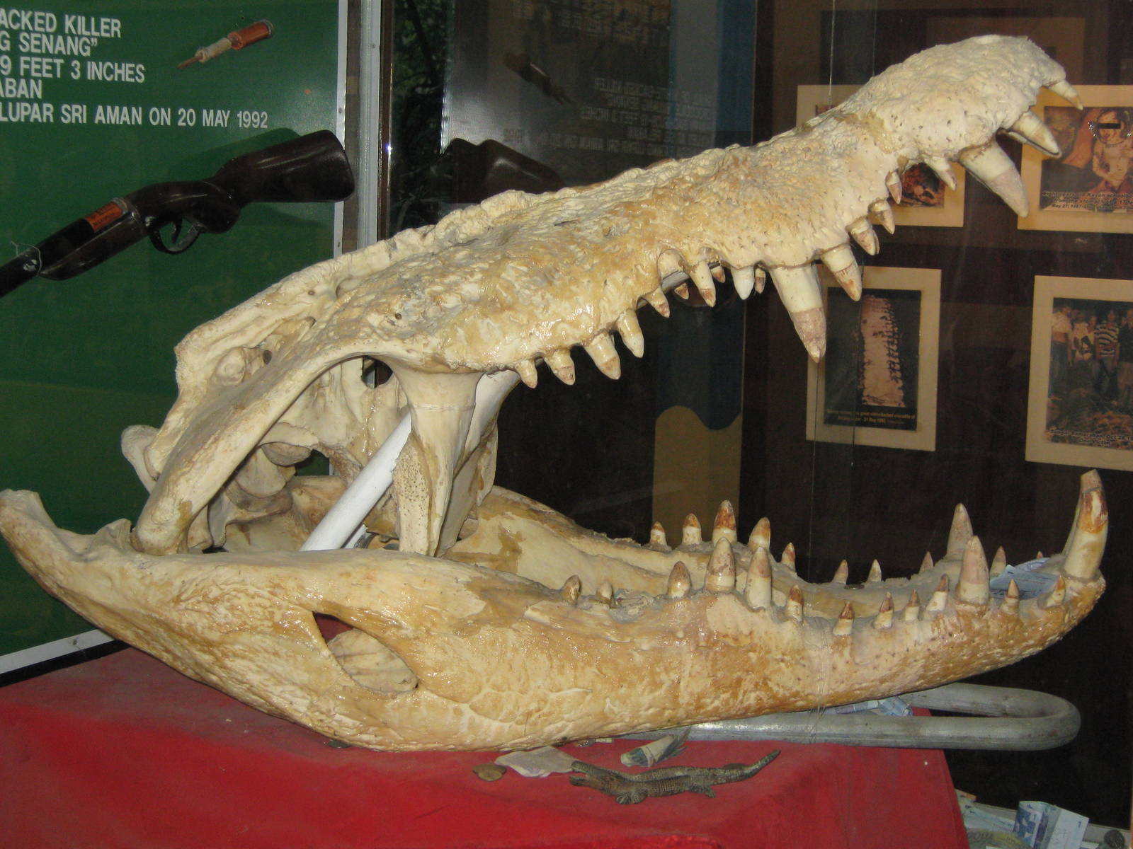 skull of Bujang Senang