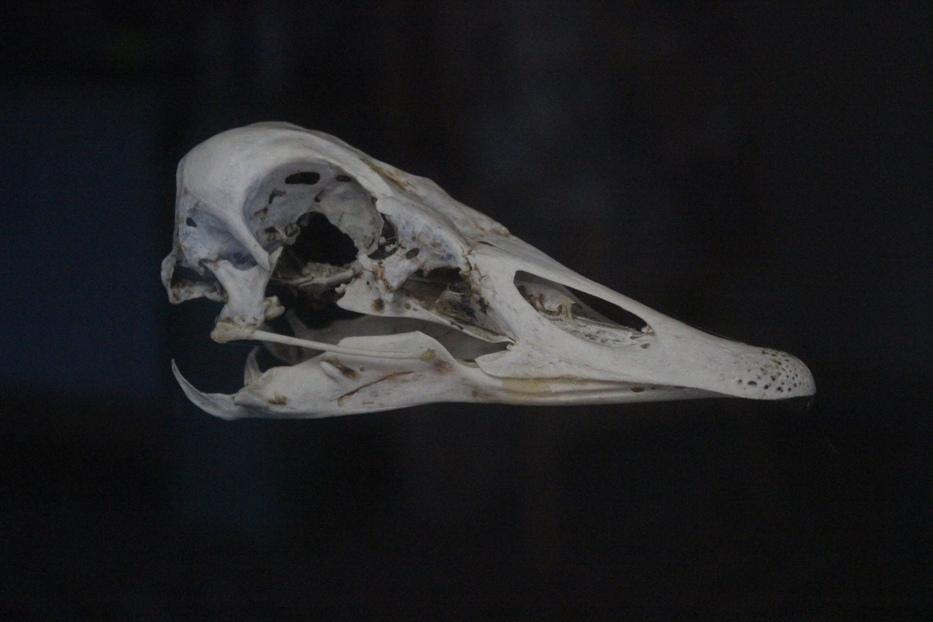 Skull of Canada Goose