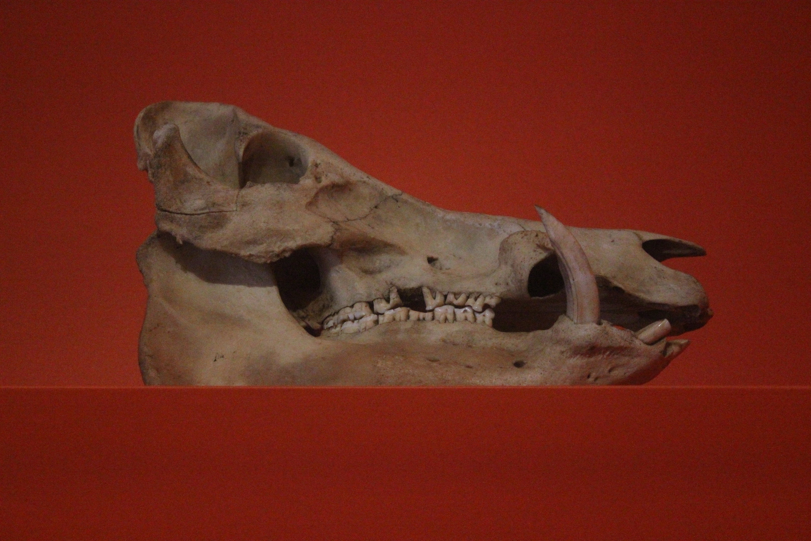 Skull of Domestic Pig, Aratoi Museum of Art & History