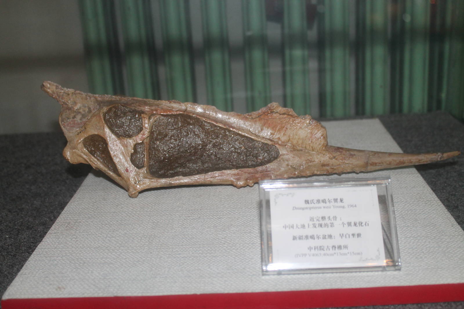 skull of Dsungaripterus weii
