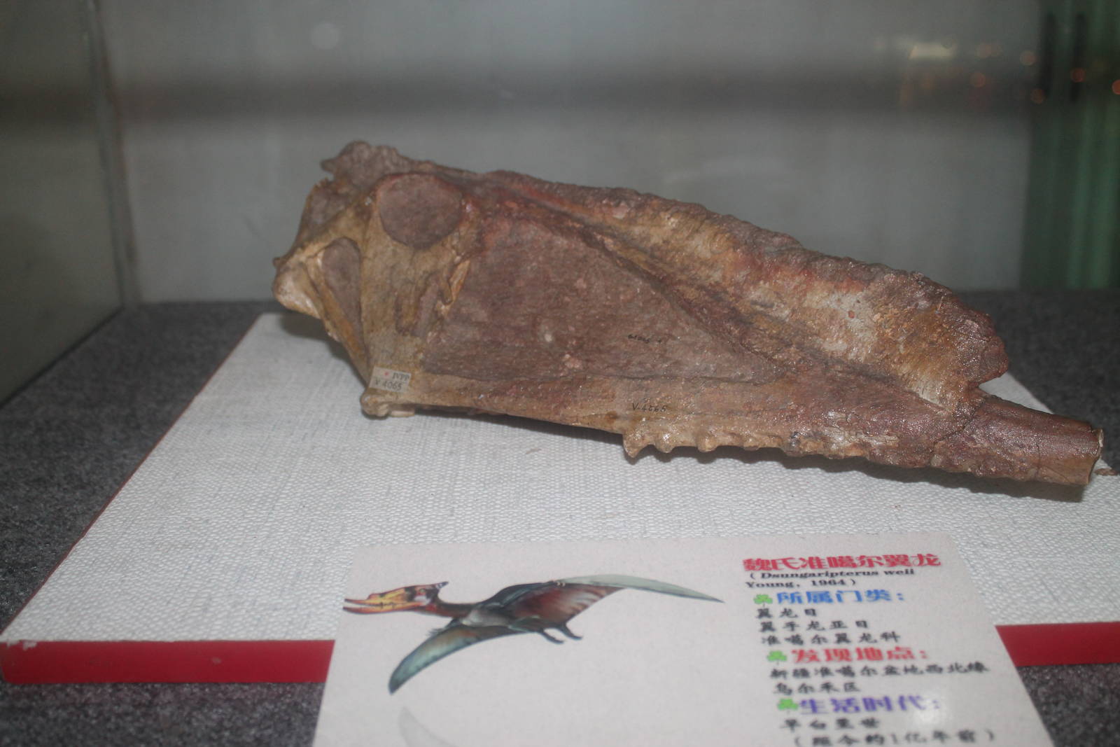skull of Dsungaripterus weii