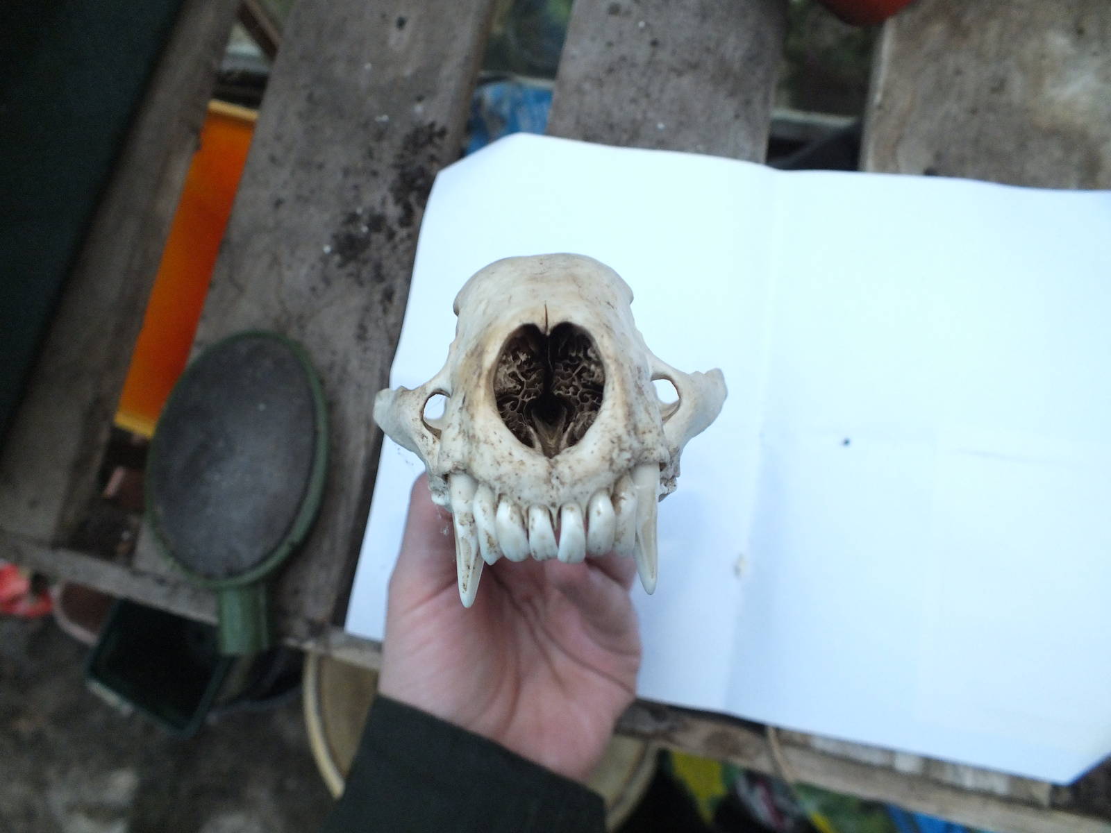 Skull of European badger (Meles meles) - front view of upper jaw