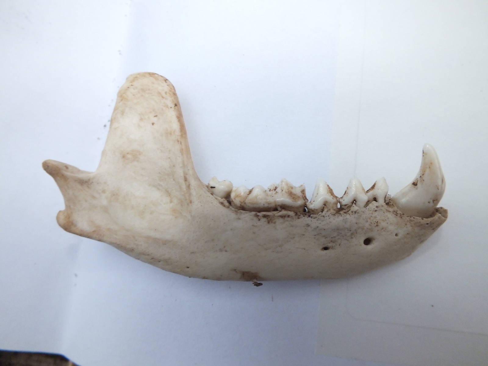 Skull of European badger (Meles meles) - mandible