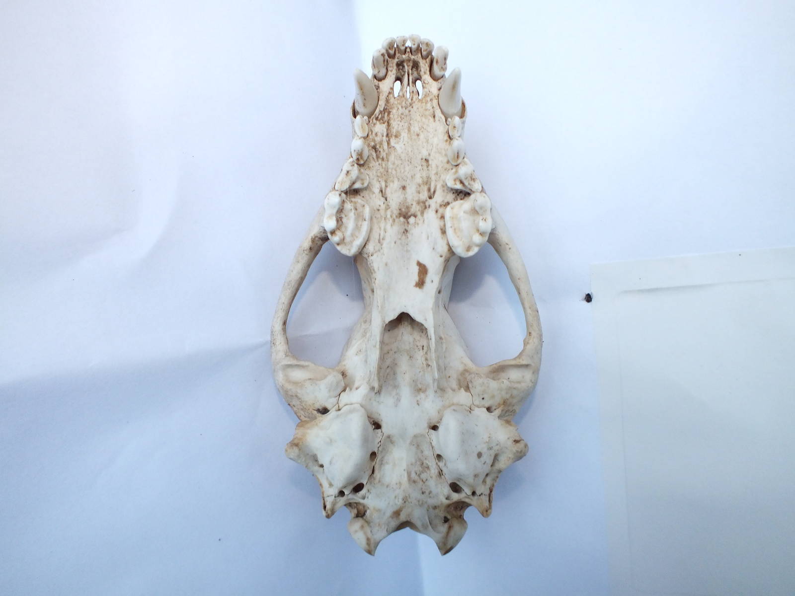 Skull of European badger (Meles meles) - maxilla and cranium