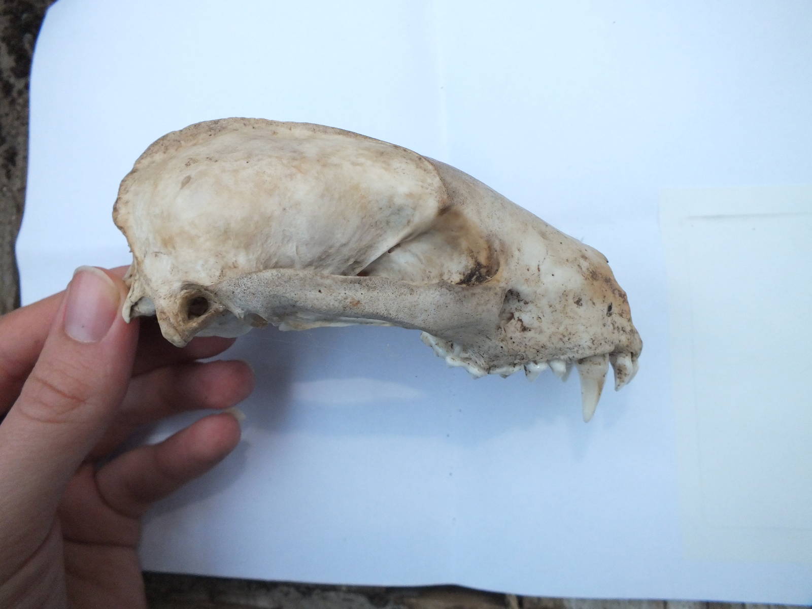 Skull of European badger (Meles meles) - side view of upper jaw