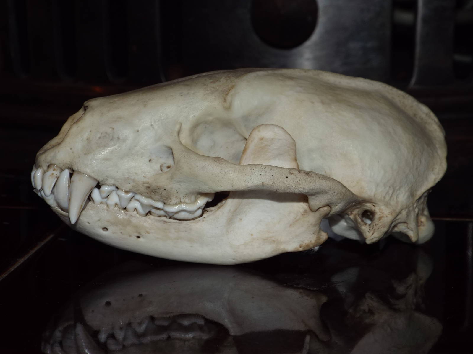 Skull of European badger (Meles meles)