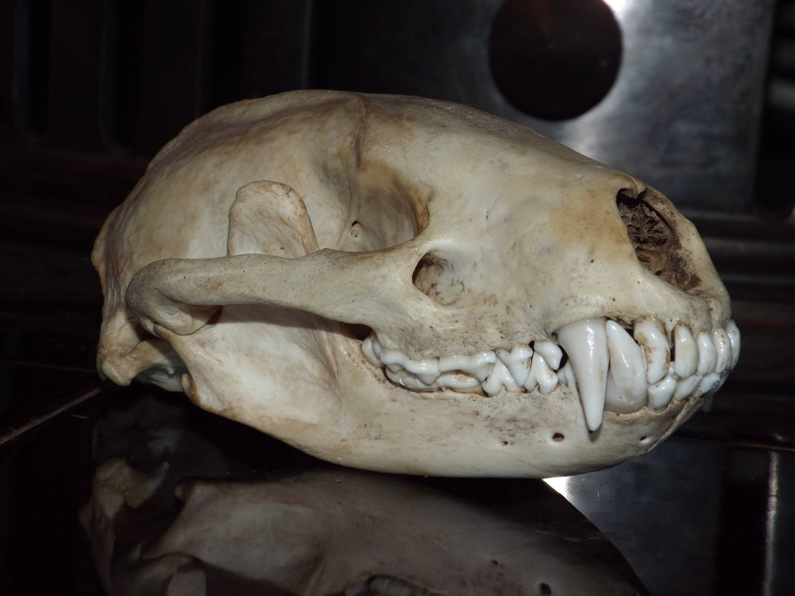 Skull of European badger (Meles meles)