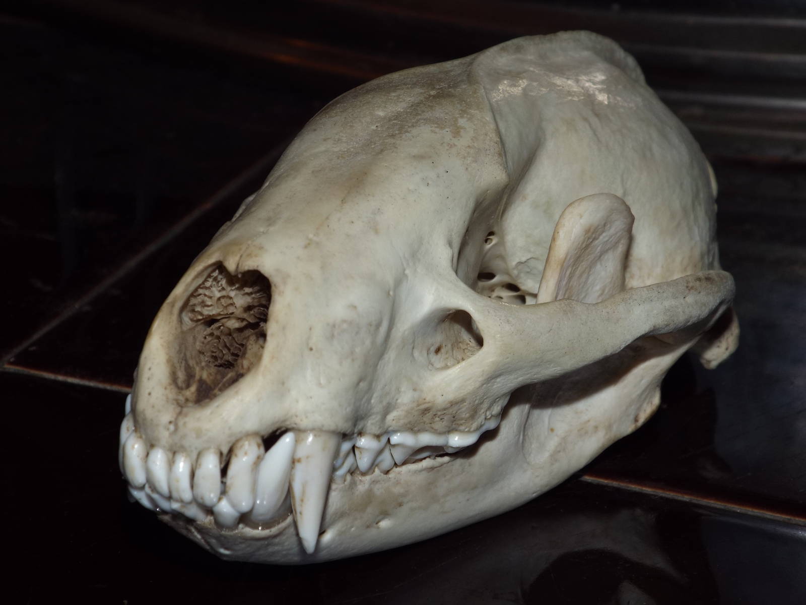 Skull of European badger (Meles meles)