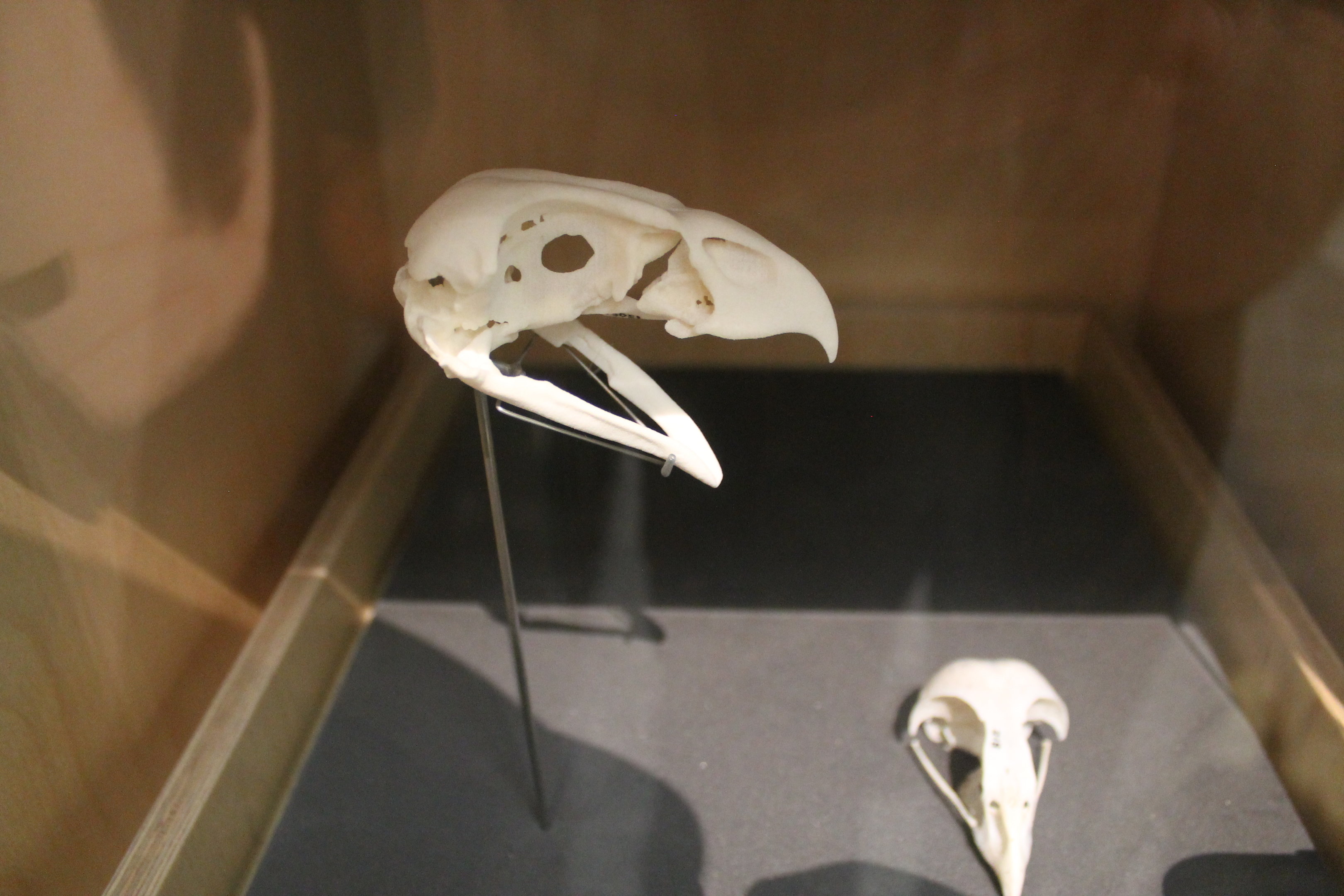 Skull of Eyles' Harrier (Circus teauteensis)