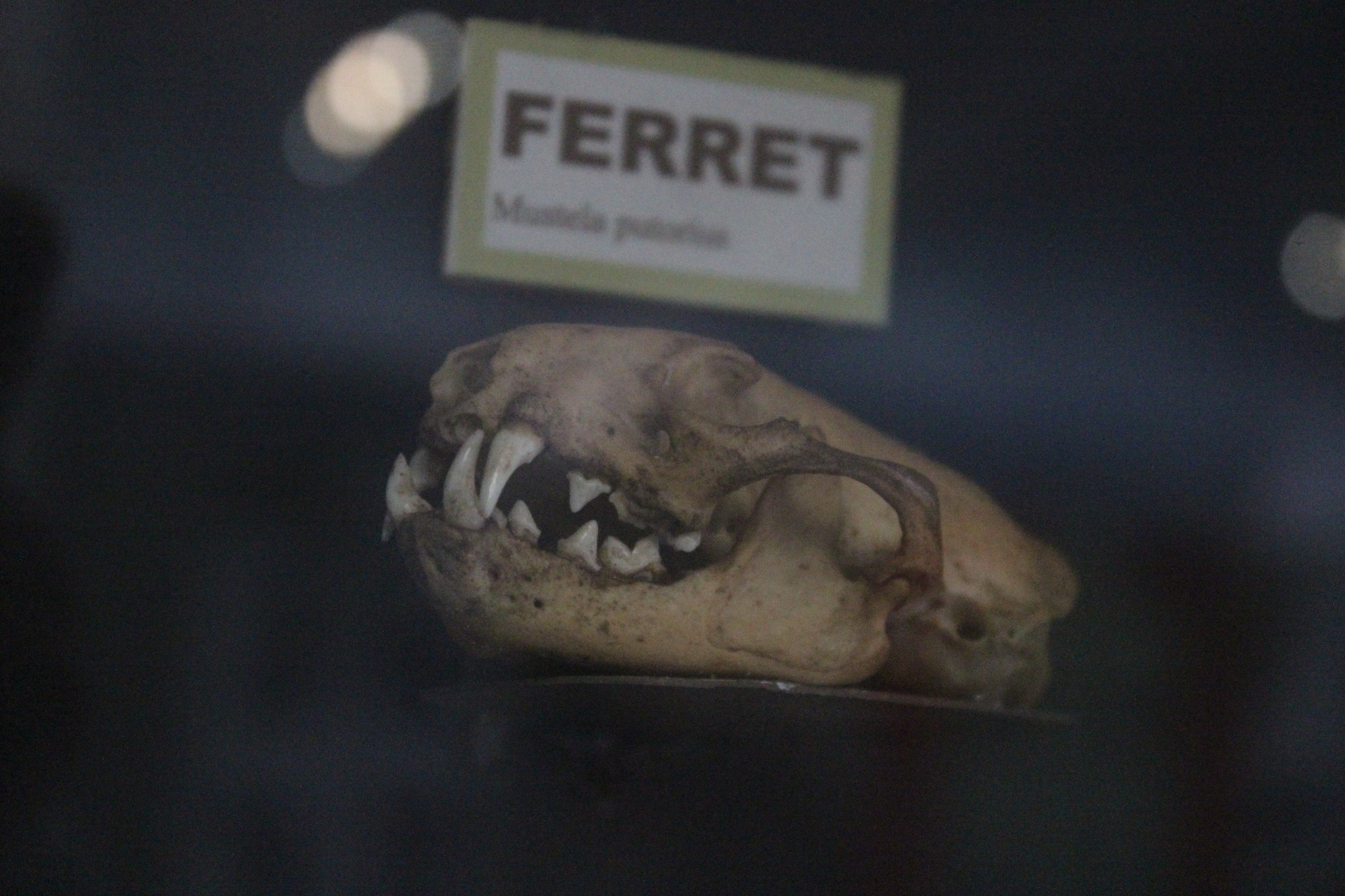 Skull of Ferret