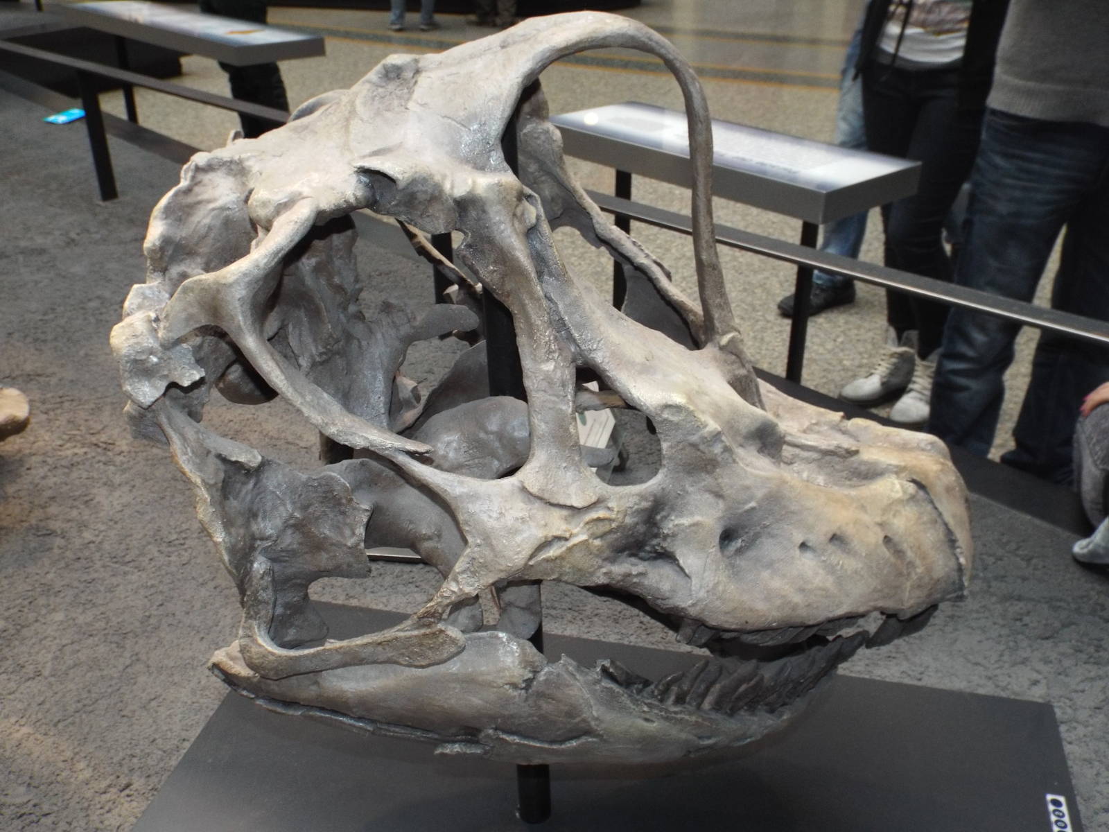 Skull of Giraffatitan brancai at Museum f?r Naturkunde, Berlin - April 9th