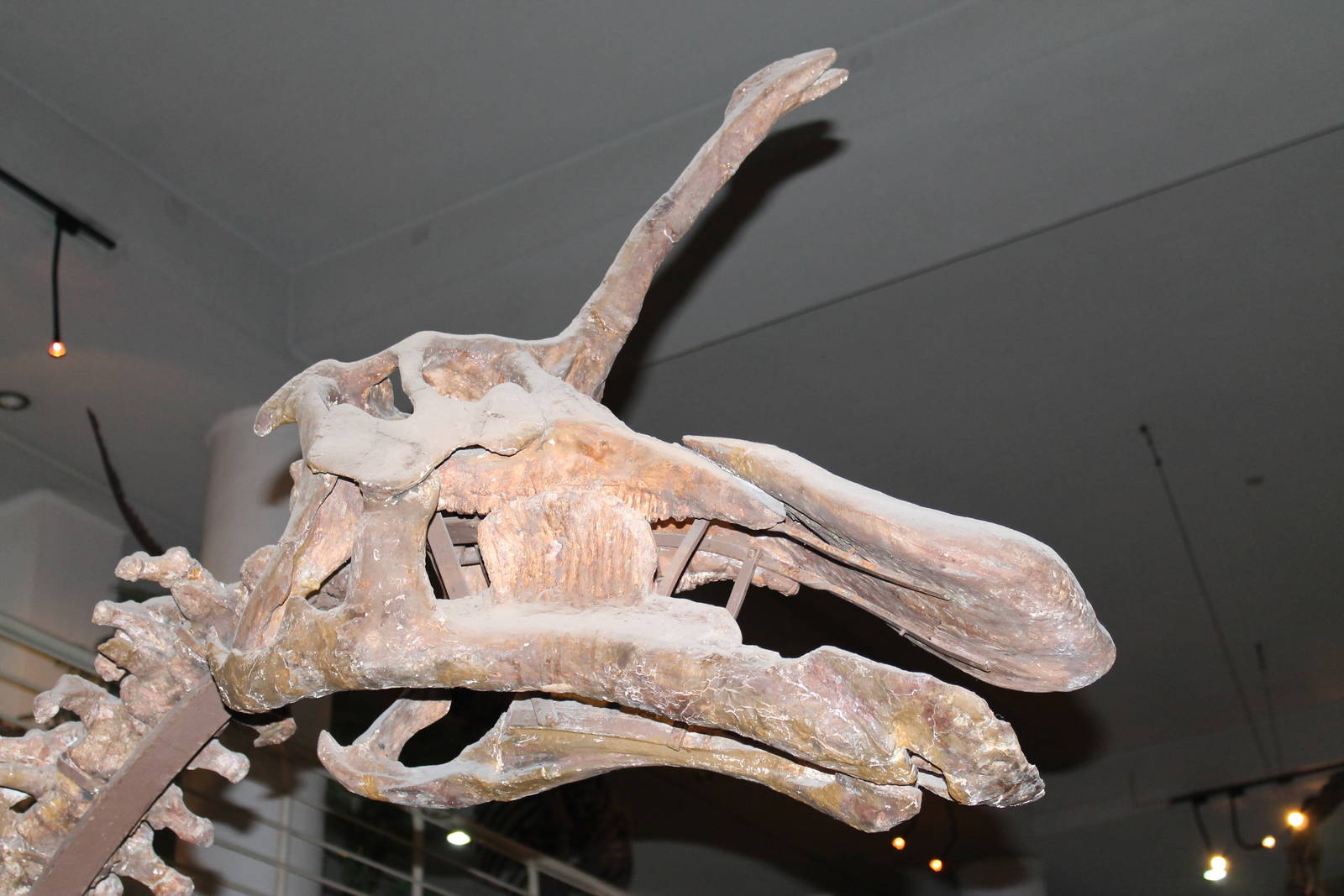 skull of hadrosaur Tsintaosaurus spinorhinus