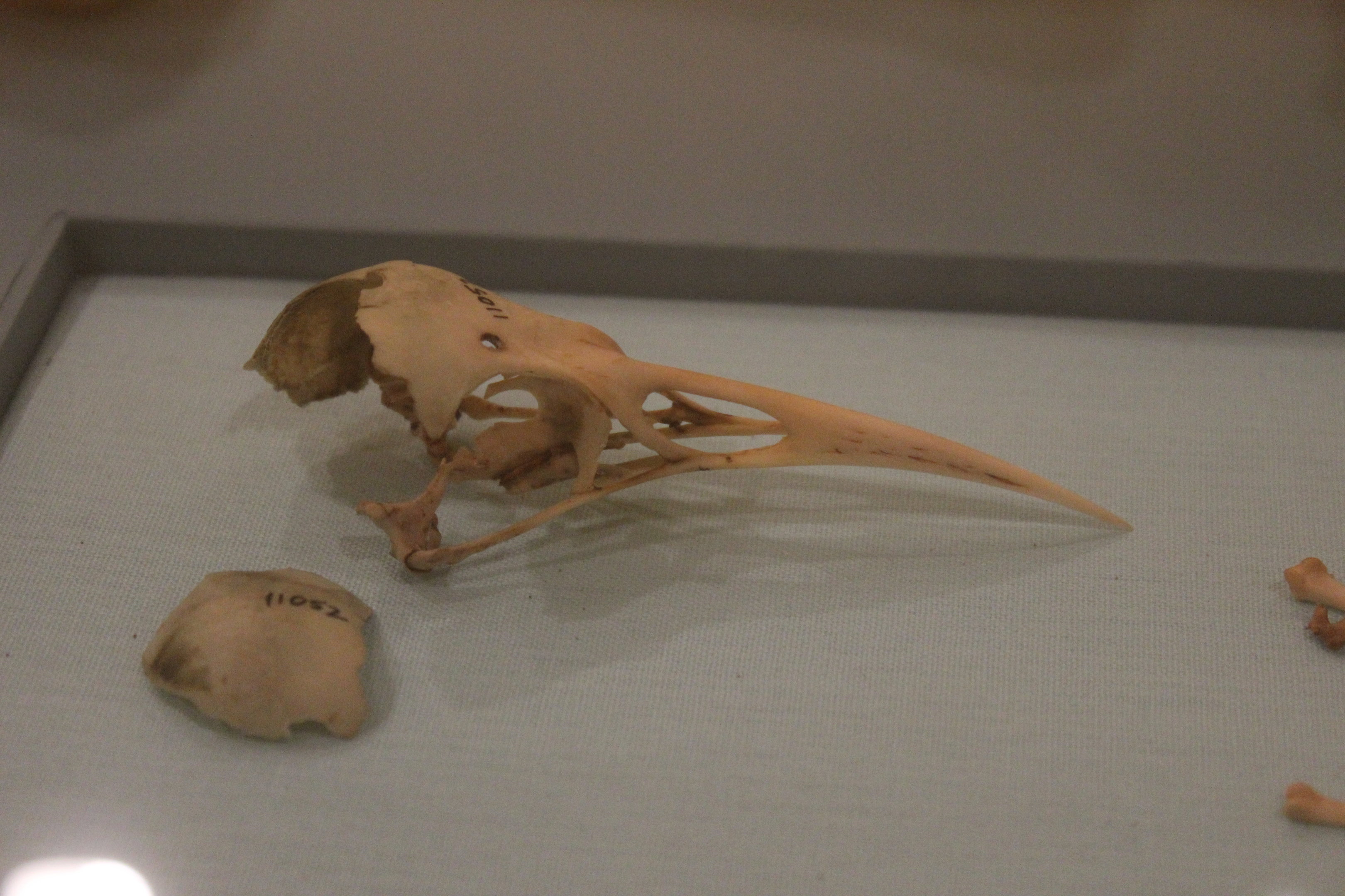 Skull of Huia male, Aratoi Museum of Art & History