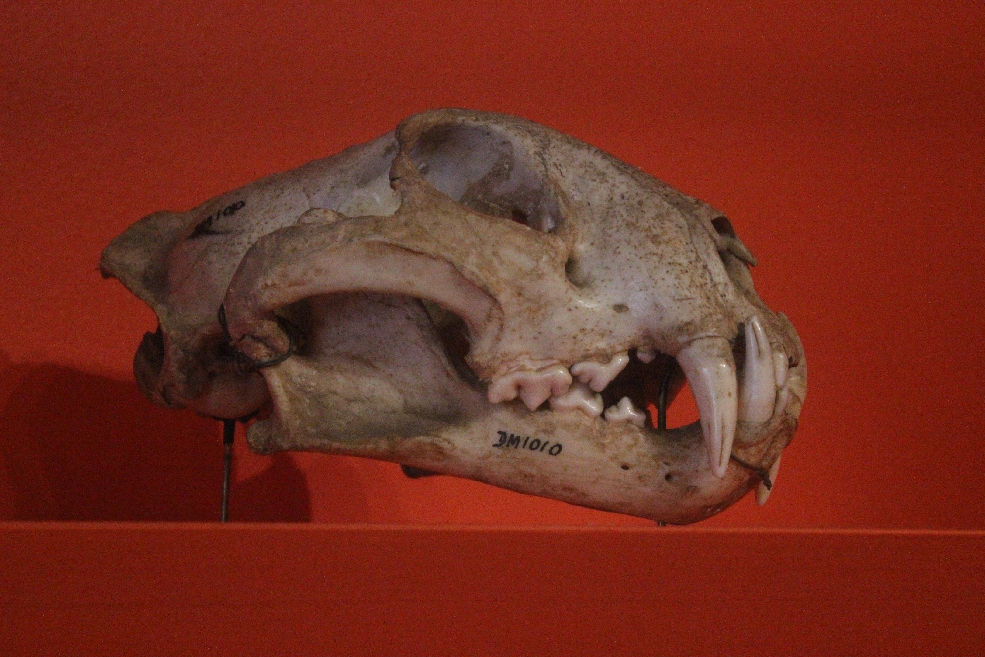 Skull of Leopard, Aratoi Museum of Art & History
