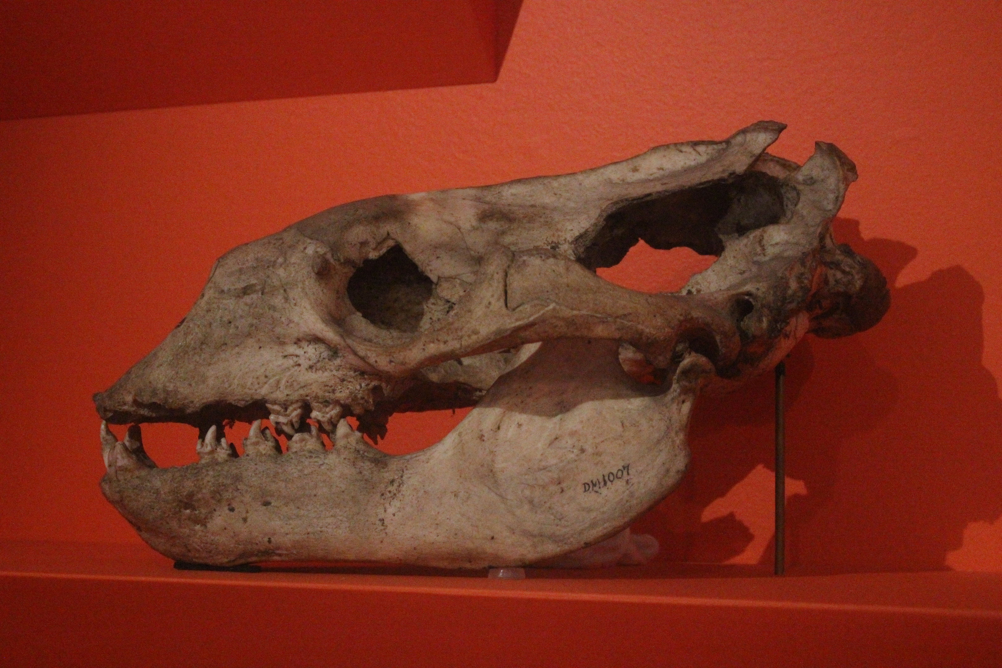 Skull of Leopard Seal, Aratoi Museum of Art & History