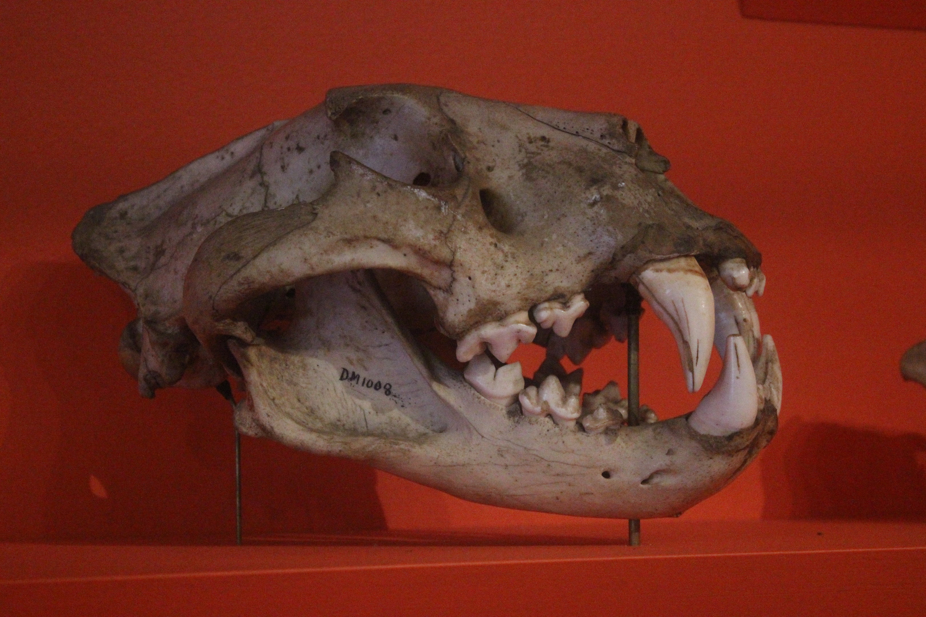 Skull of Lion, Aratoi Museum of Art & History