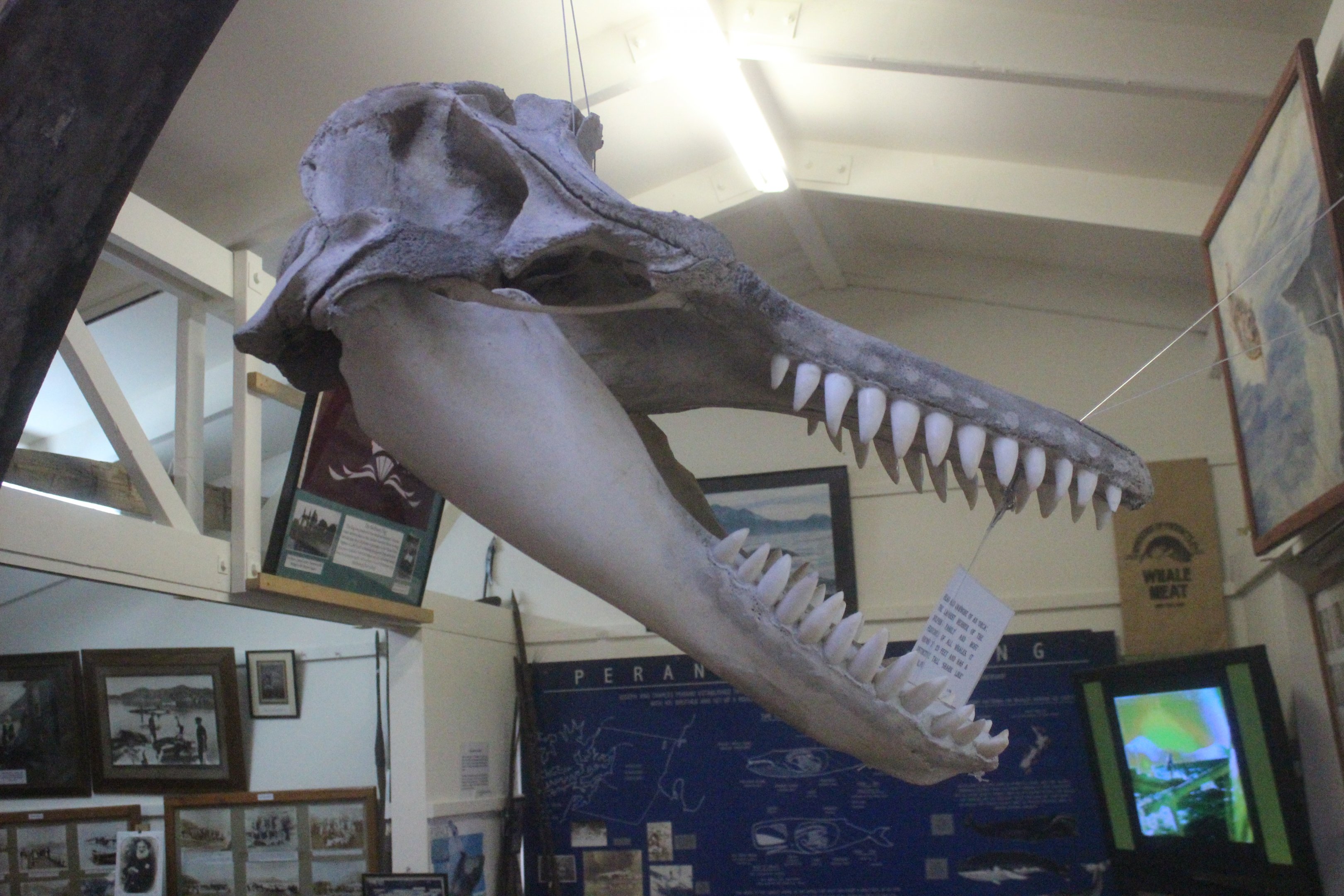 Skull of Orca, Picton Heritage & Whaling Museum
