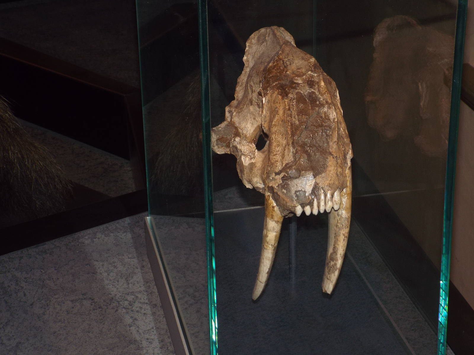 Skull of Smilodon populator at Museum f?r Naturkunde, Berlin - April 9th 20