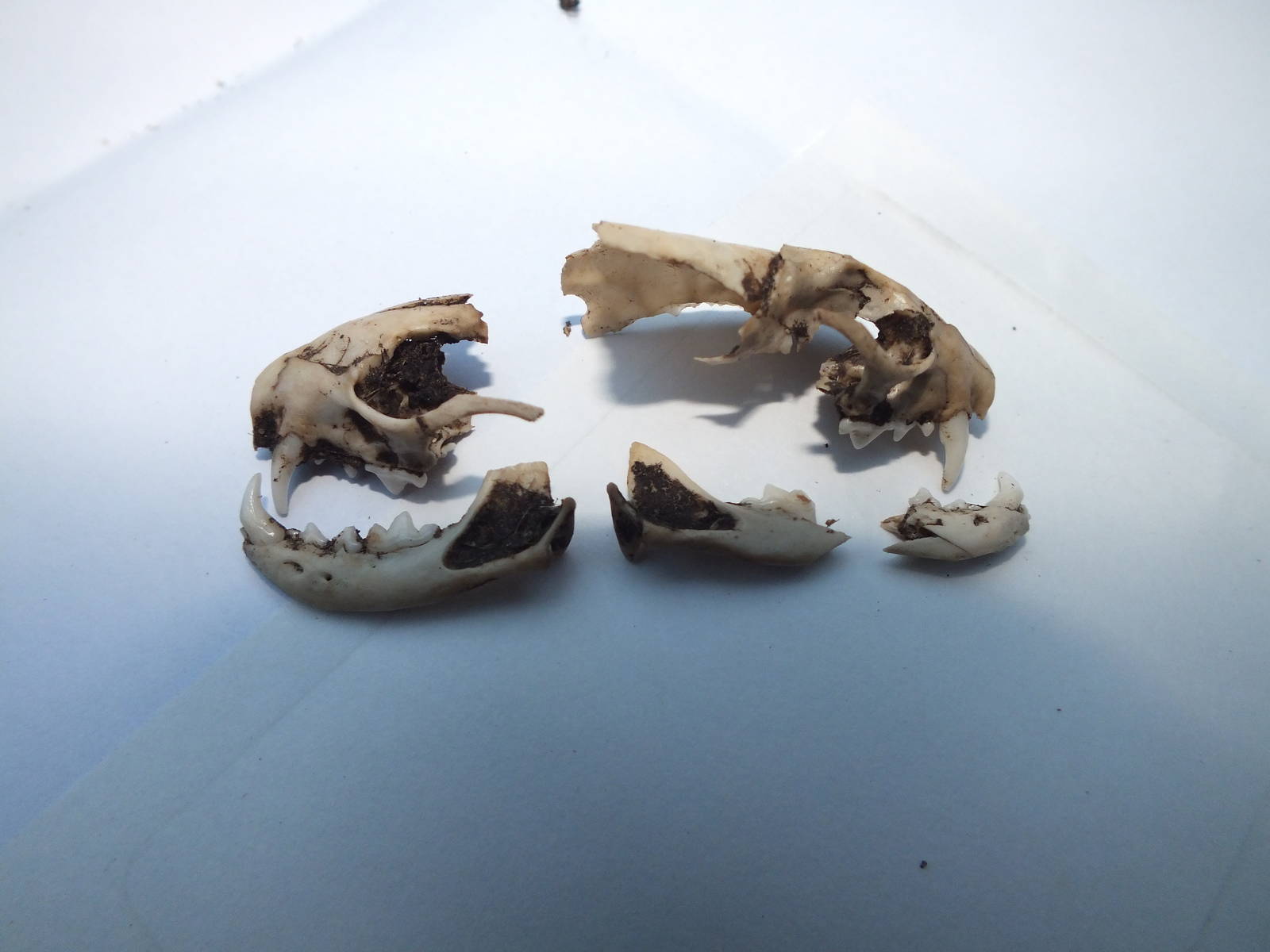 Skull of Stoat (Mustela erminea) - fragmentary view of entire skull