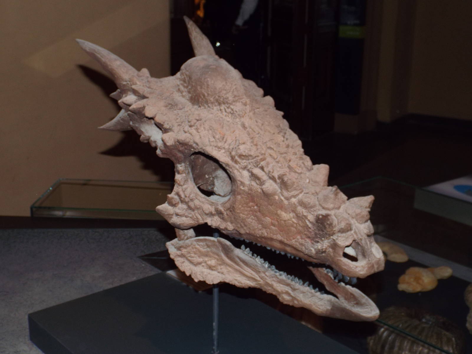 Skull of Stygimoloch spinifer at Museum f?r Naturkunde, Berlin - April 9th