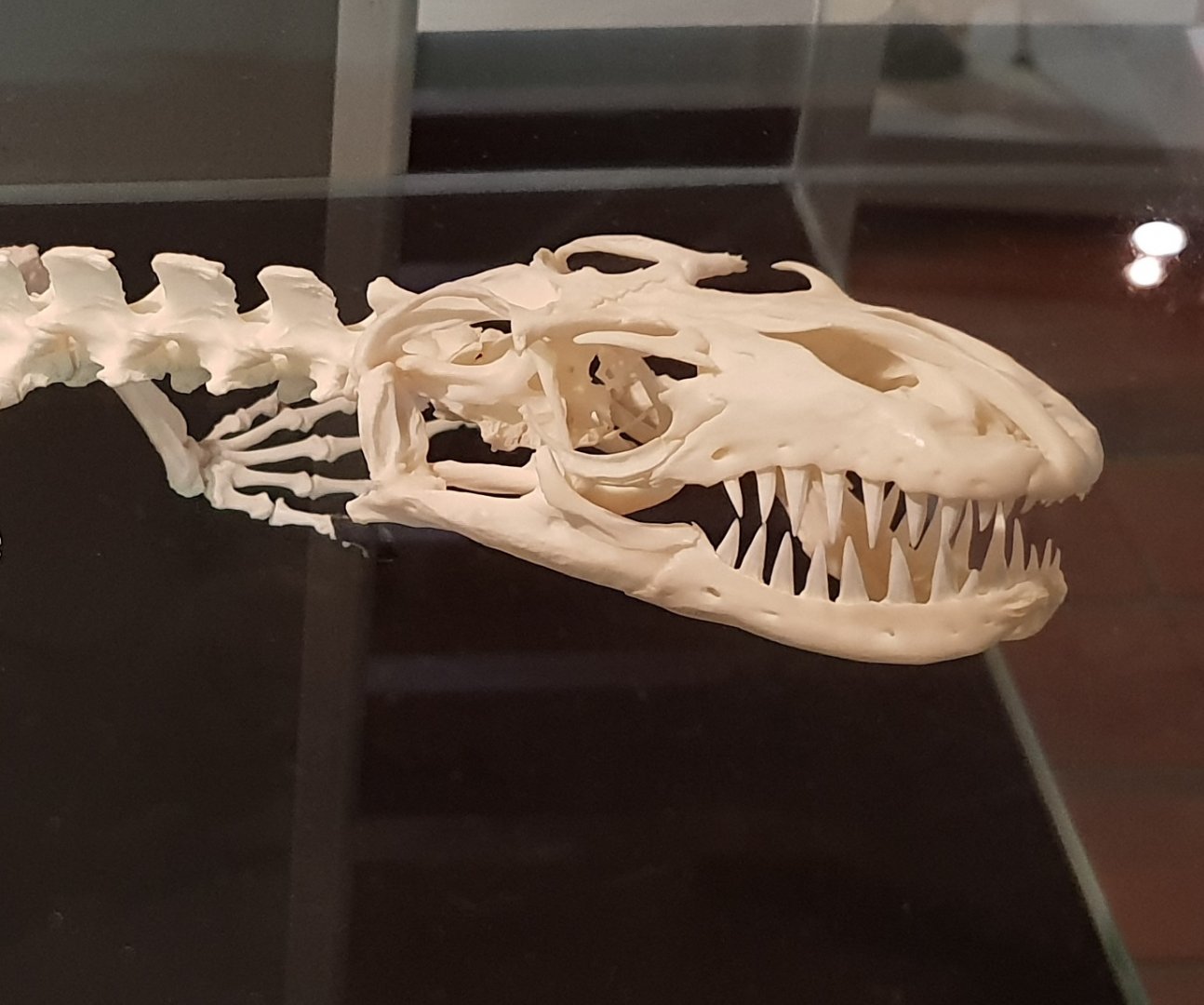 Skull Papuan monitor - Varanus salvadori