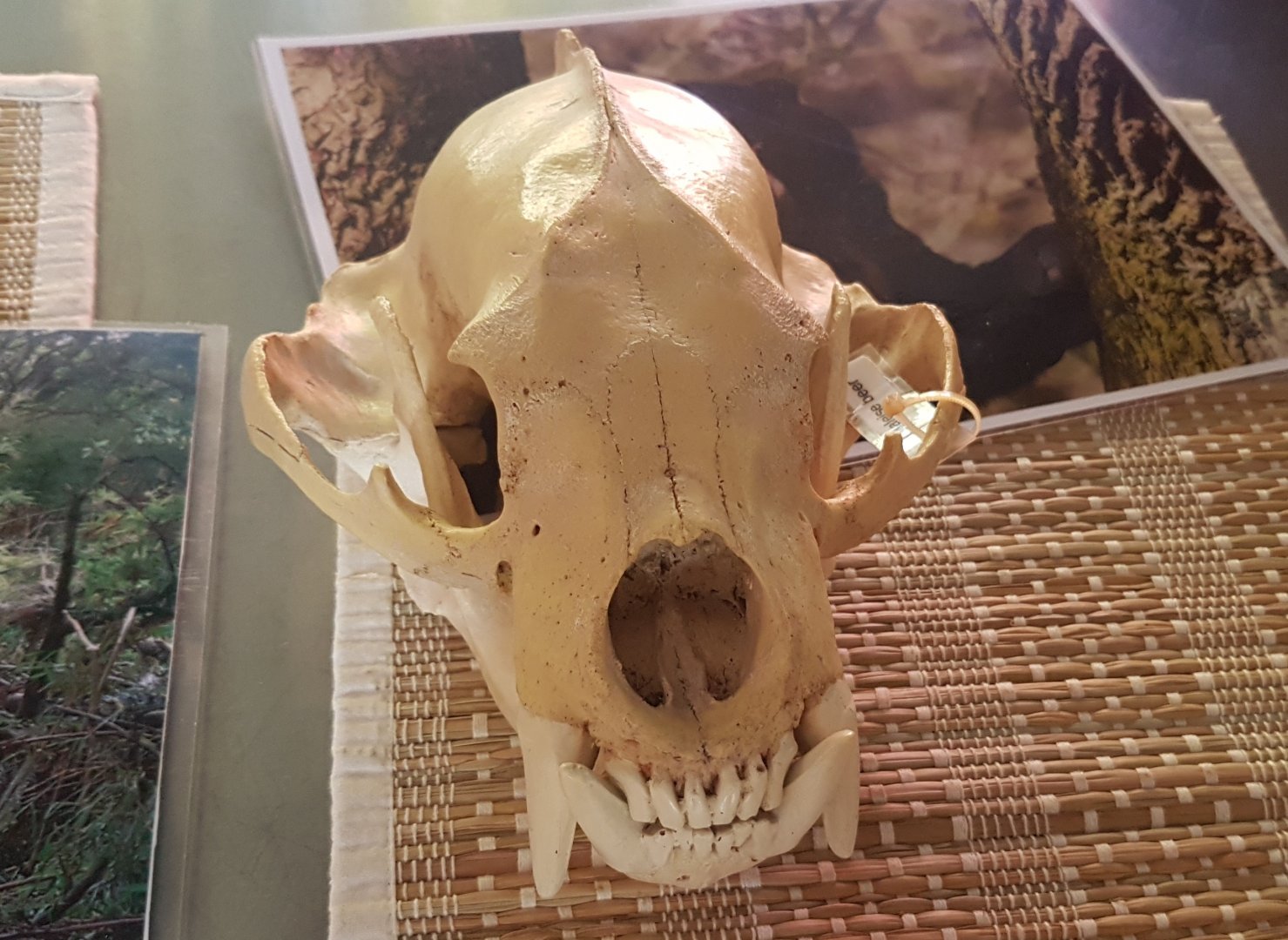 Skull Sun bear