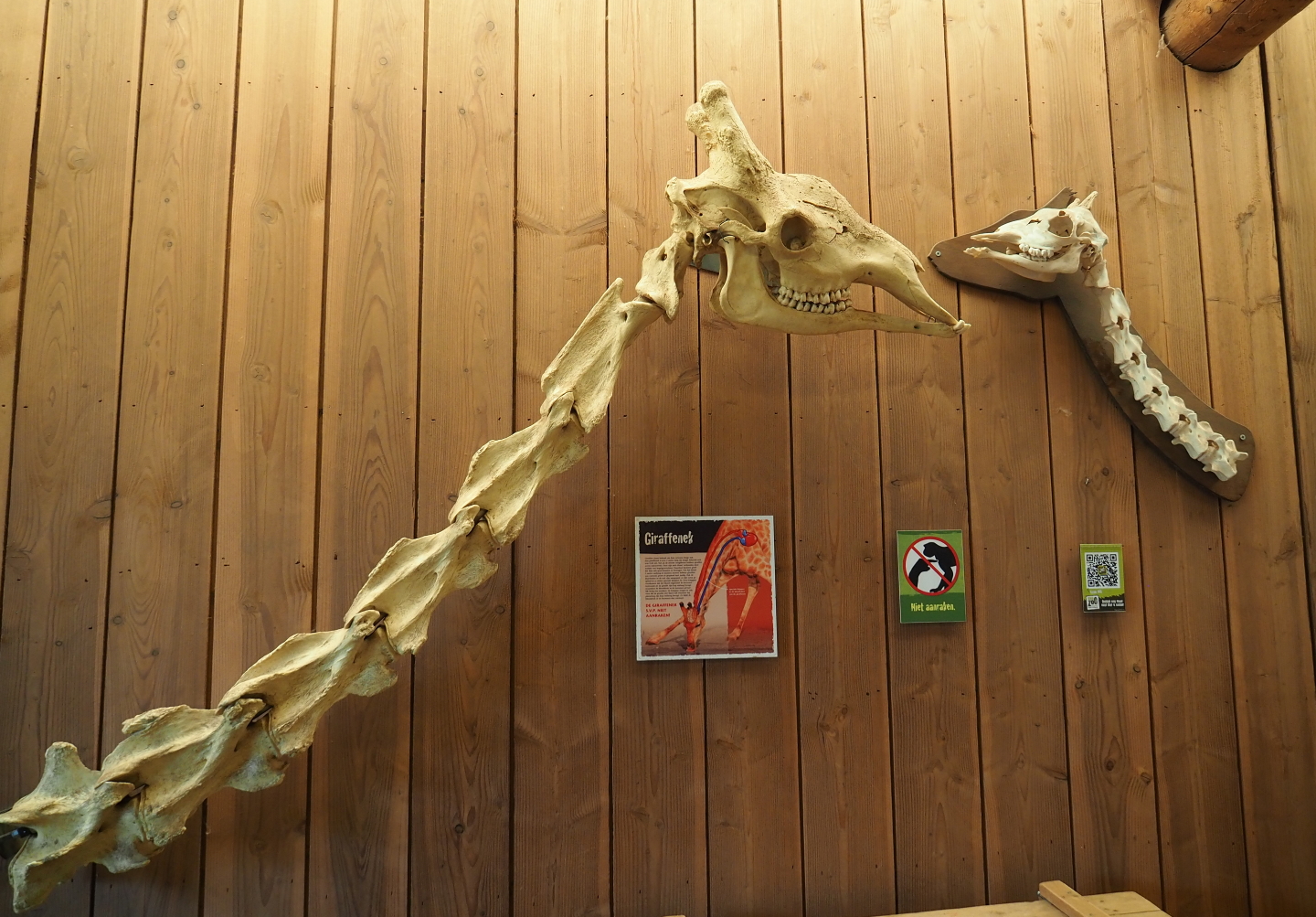Skulls and necks of juvenile and adult giraffe display, 2019-07-21
