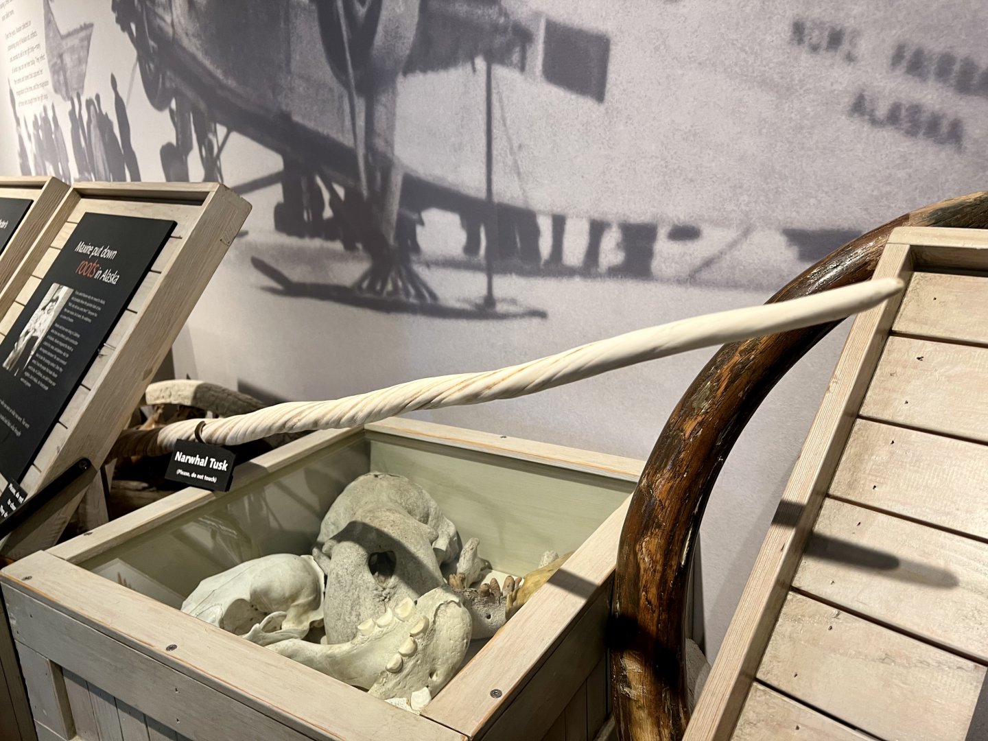 Skulls and tusks (including a Narwhal)