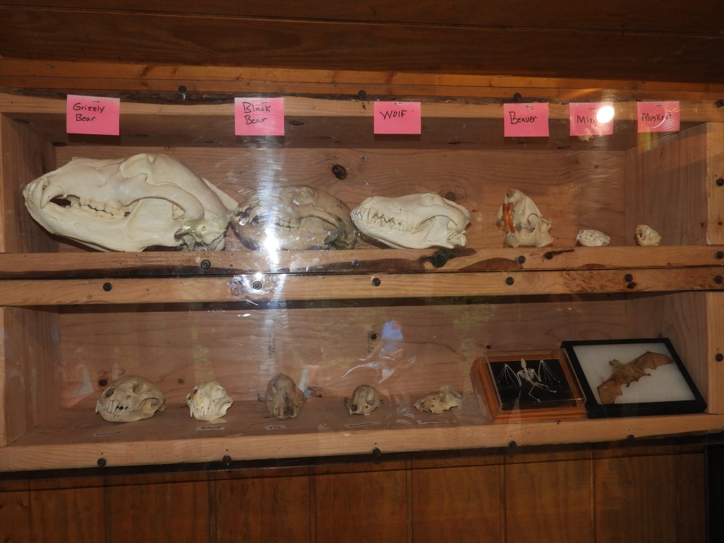 Skulls and two bat specimens