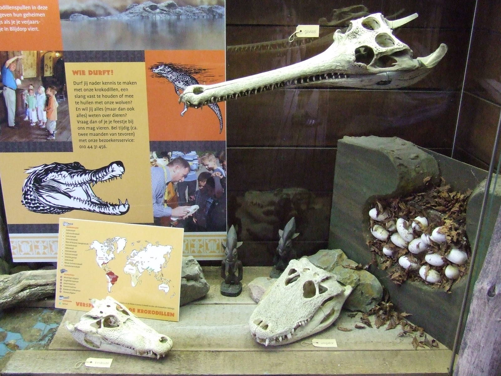 Skulls, Crocodile River