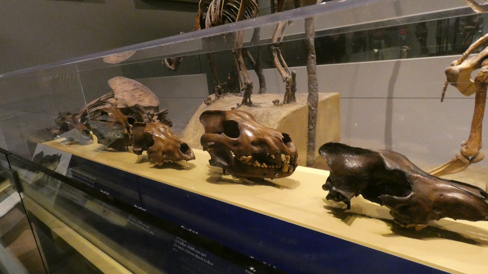 Skulls Found in Tar Pits, Mammals of the Ice Age, Evolving Planet - Feb. 2022