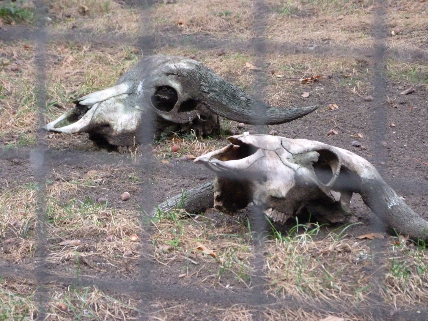Skulls in vulture aviary -Zoologischer Garten Berlin (2024)