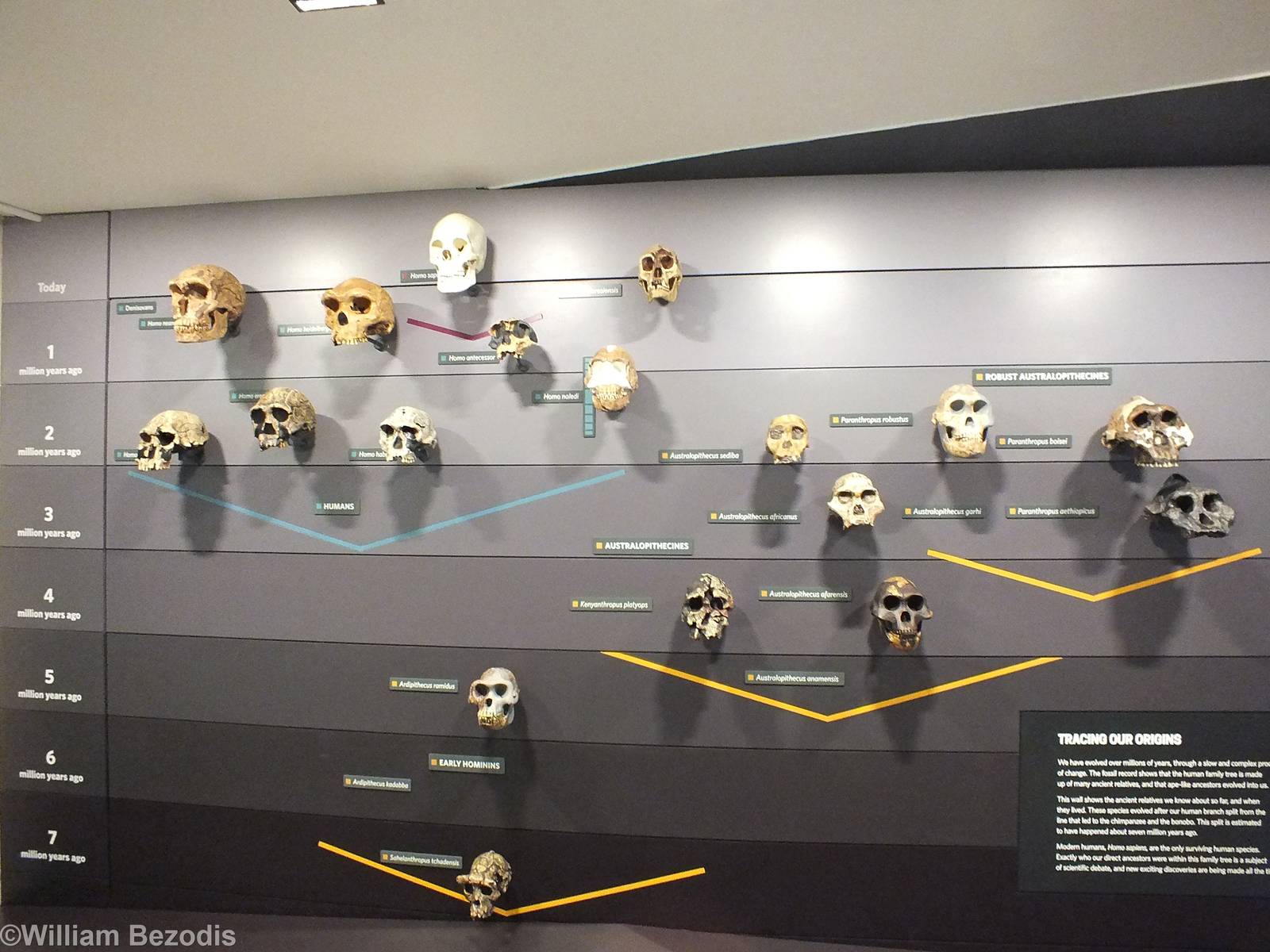 Skulls of Different Human Species Display - NHM London