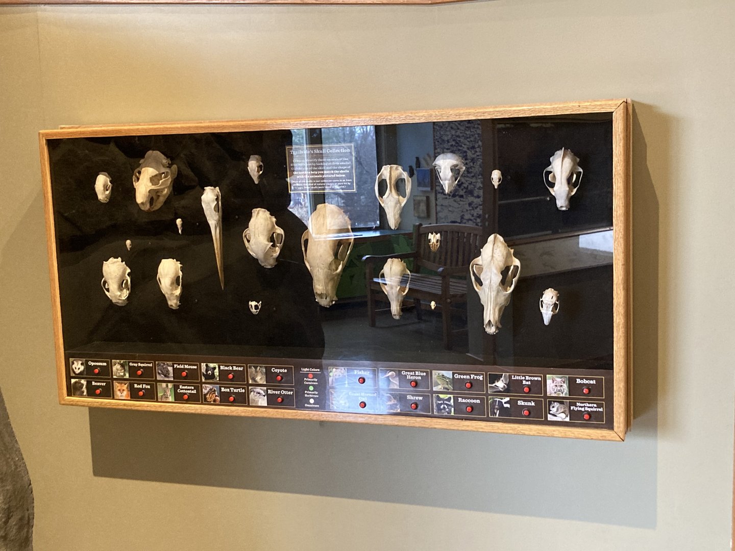 Skulls of North American animals