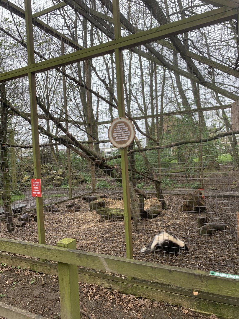 Skunk and porcupine exhibit